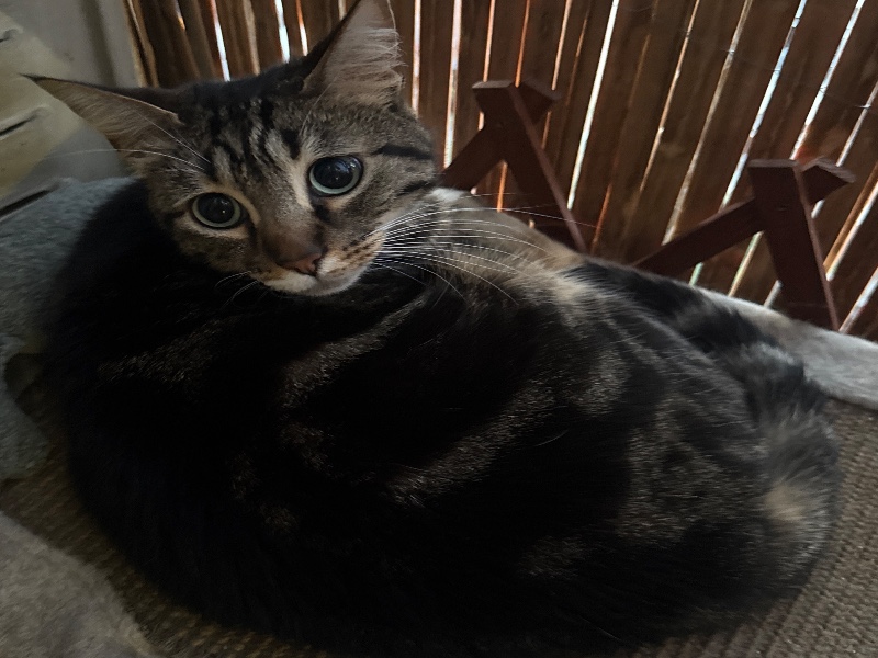 Photo de Bagheera
