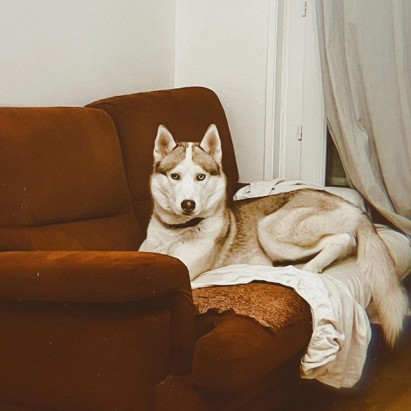 Willow