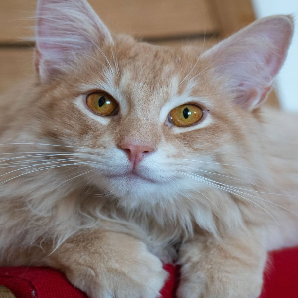 Photo de Madou (Wesley)