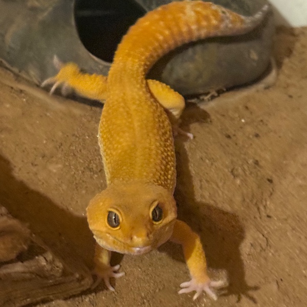 Marcel