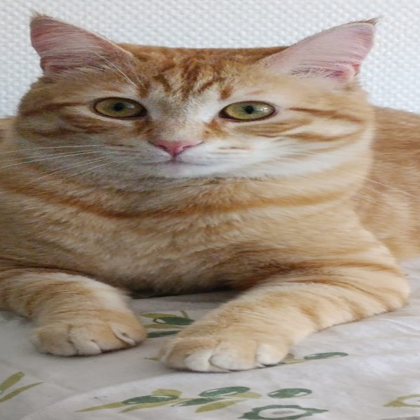 Photo de Abu
