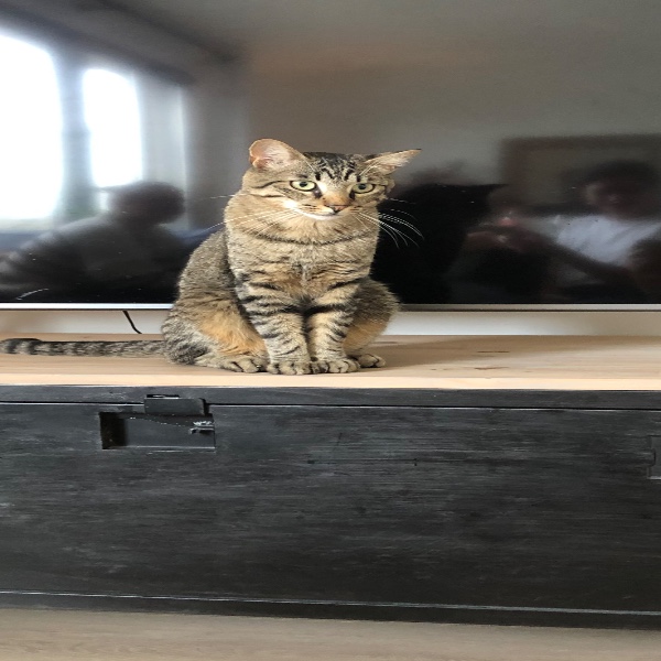 Photo de Simba