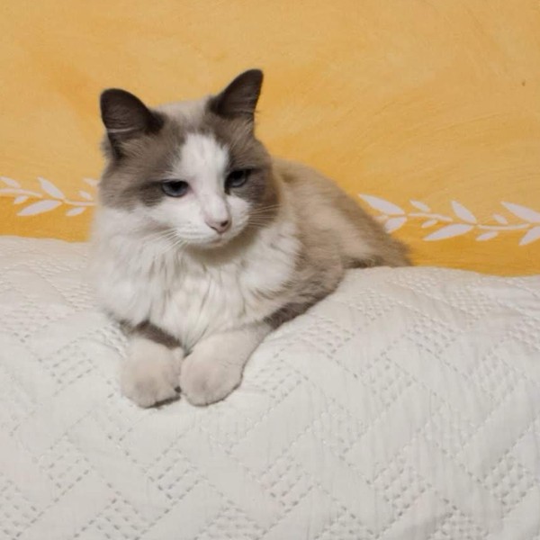 Photo de Yuki