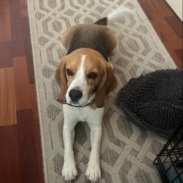 Photo de Lucky