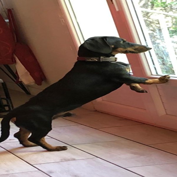Photo de Pepper