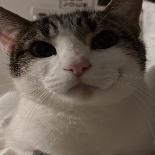 Photo de Nugget