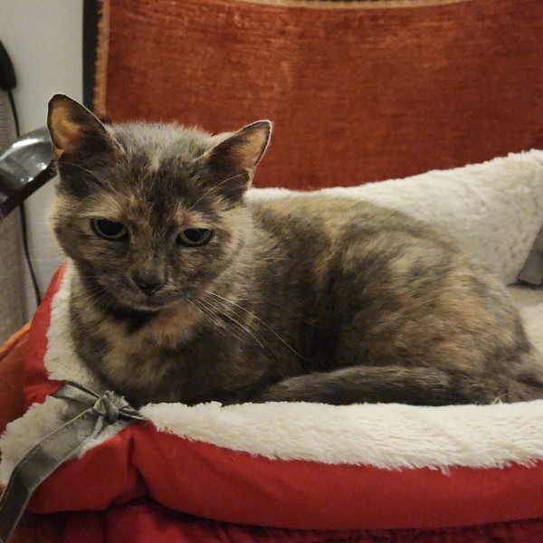 Maya