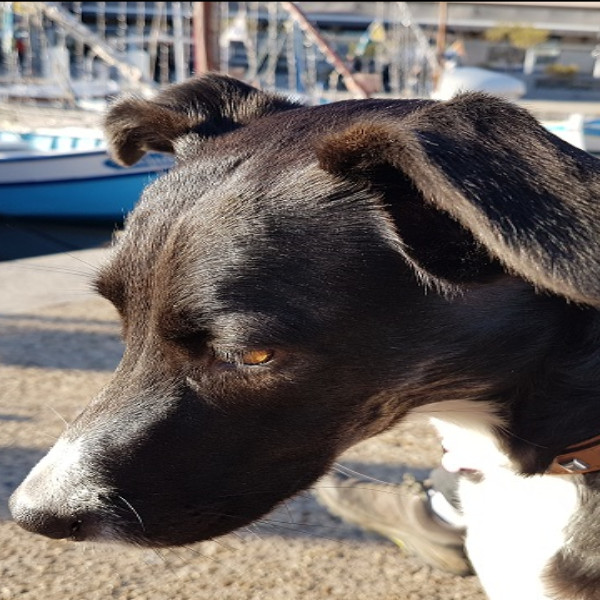 Photo de Laika