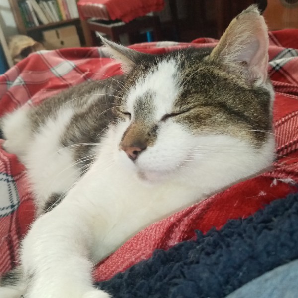 Photo de Kelso