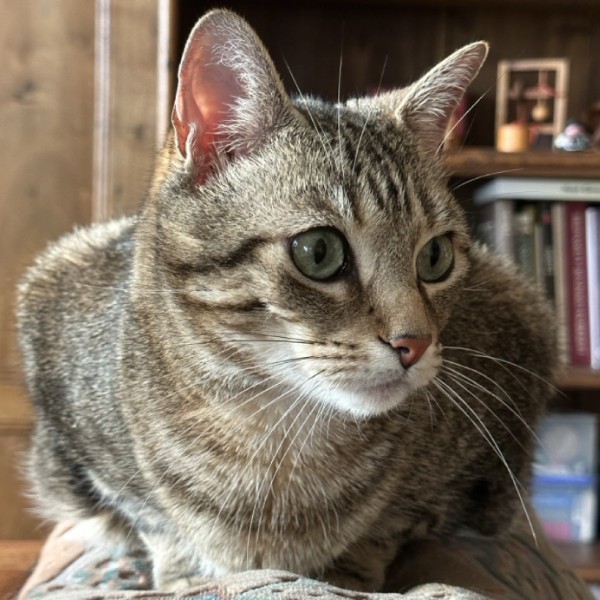 Photo de Mogwaï