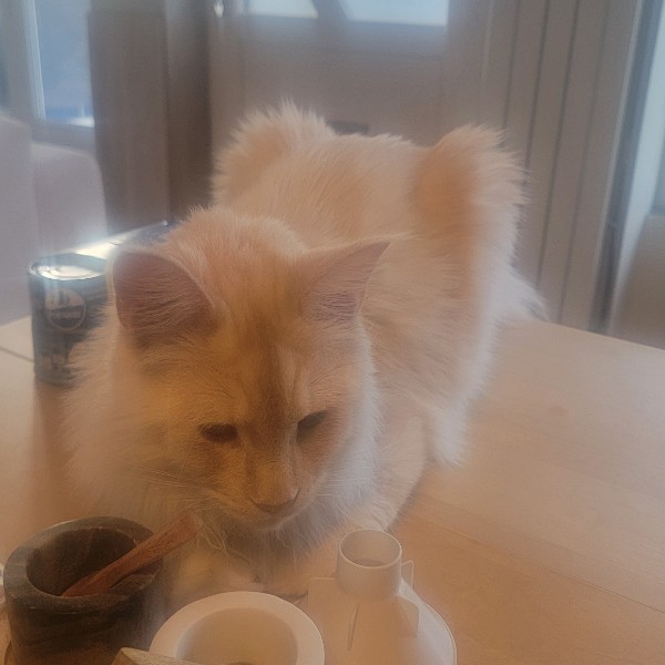 Photo de Yuki
