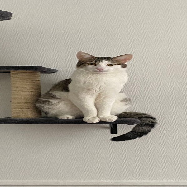 Photo de Archie