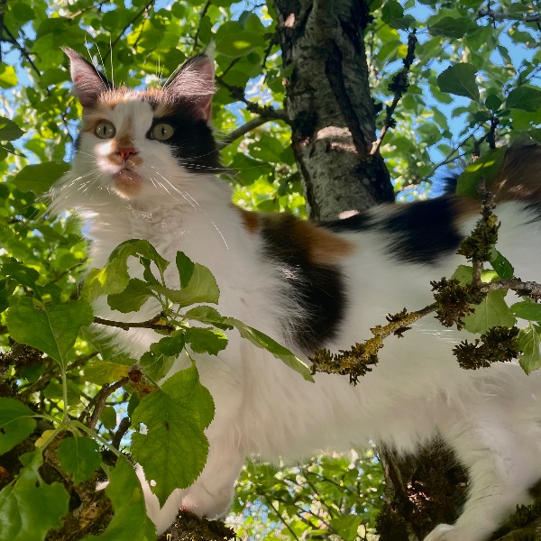 Pepper