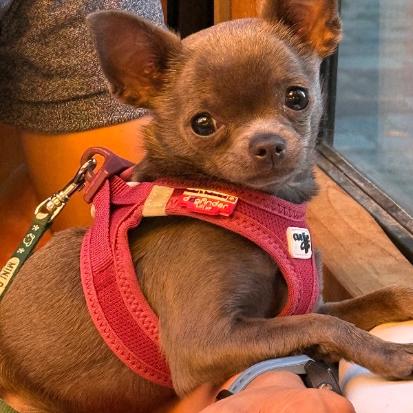 Photo de Dora