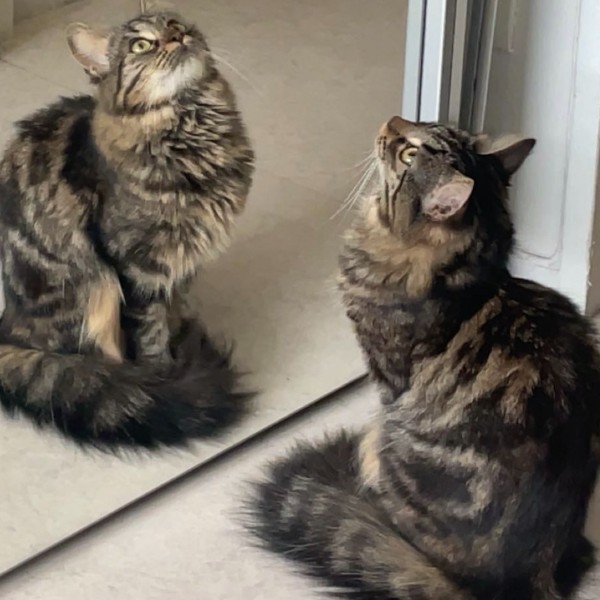 Photo de Khaleesi