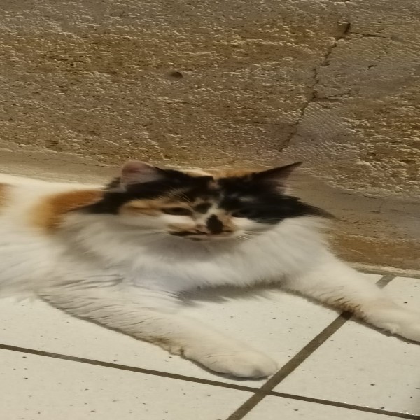 Mirya