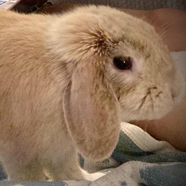 Vanille