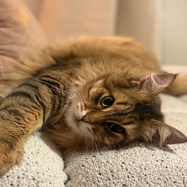 Photo de Rocky Cat