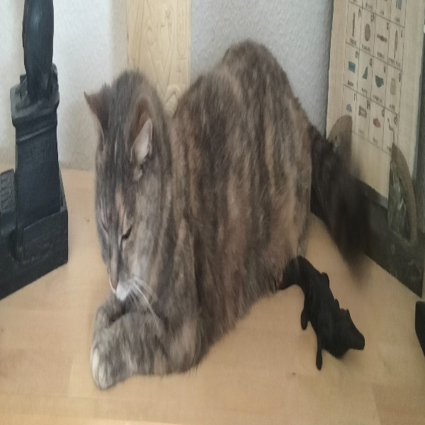Photo de Arwen
