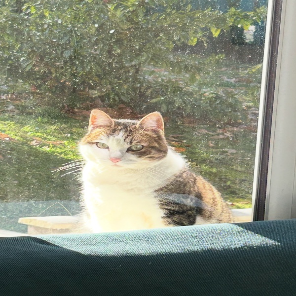 Photo de Catsy