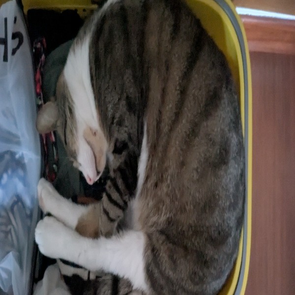 Photo de rajah