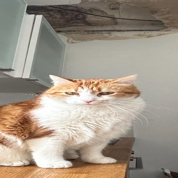 Photo de Omalleh