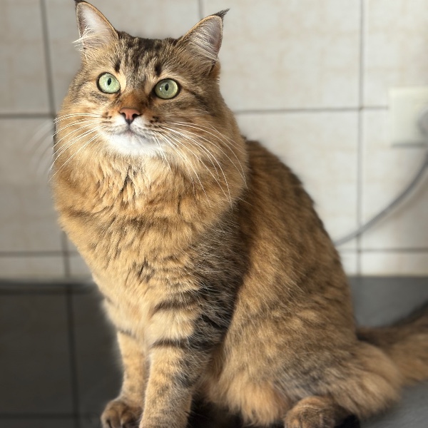 Tigroot