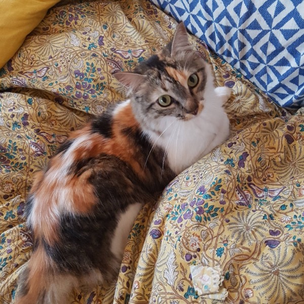 Photo de Lady Boulette