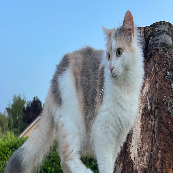 Nala