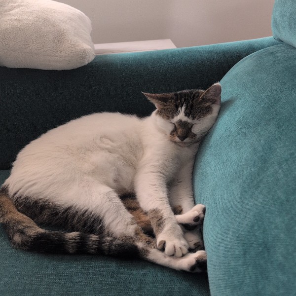 Photo de Shiro