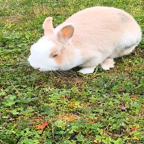 Photo de Trixie