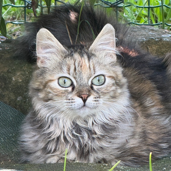 Kitty