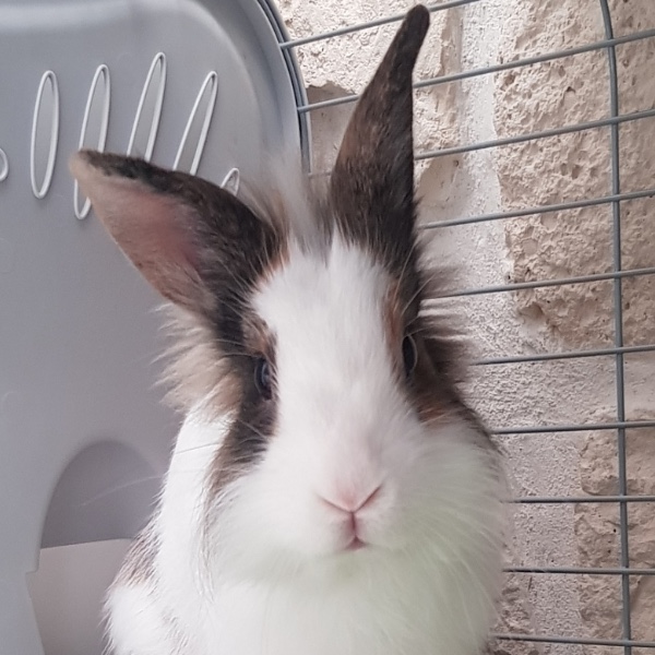 Fifi