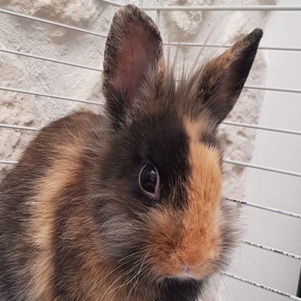 Nala