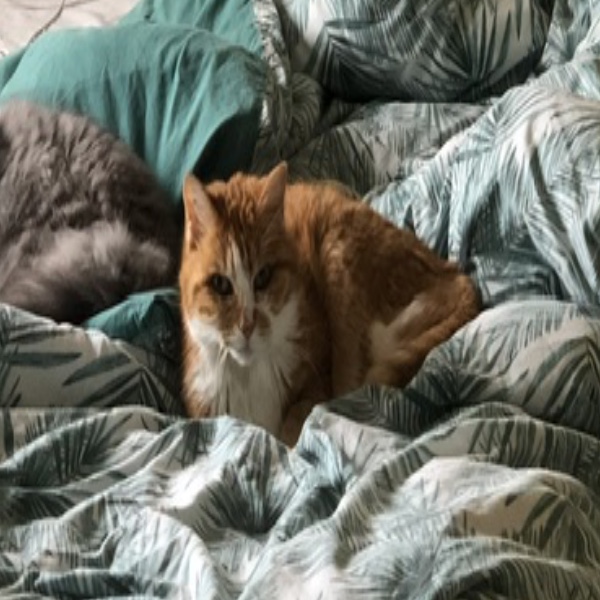 Dina