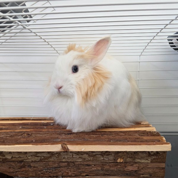 Photo de Coco