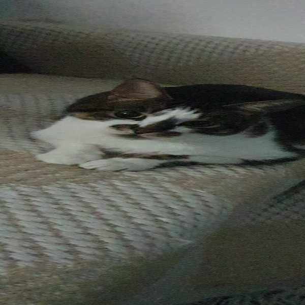 Photo de Django