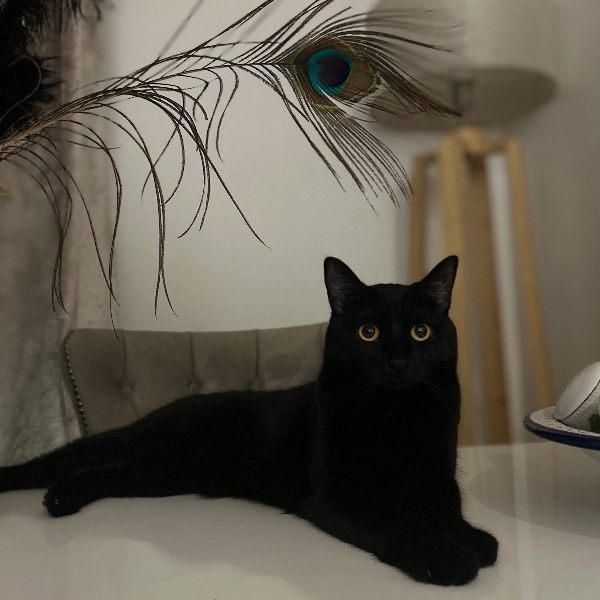 Photo de Blondie