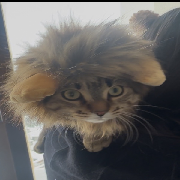 Nomi