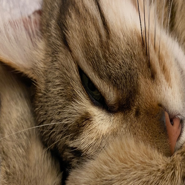 Photo de Lady