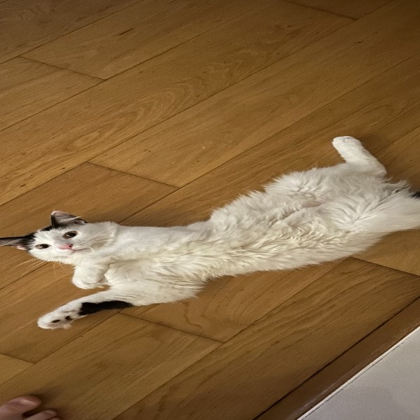 Photo de Merlin