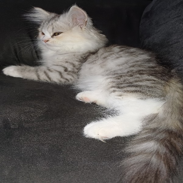 Photo de Athéna