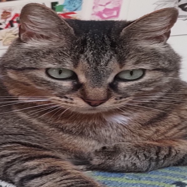 Photo de Toundra