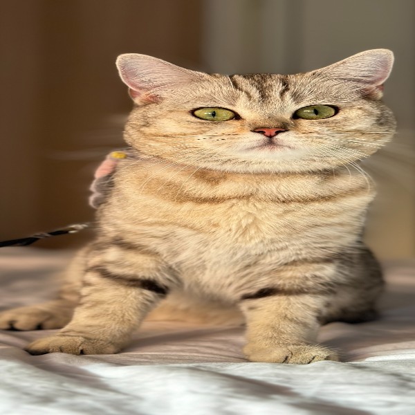 Photo de Freyja