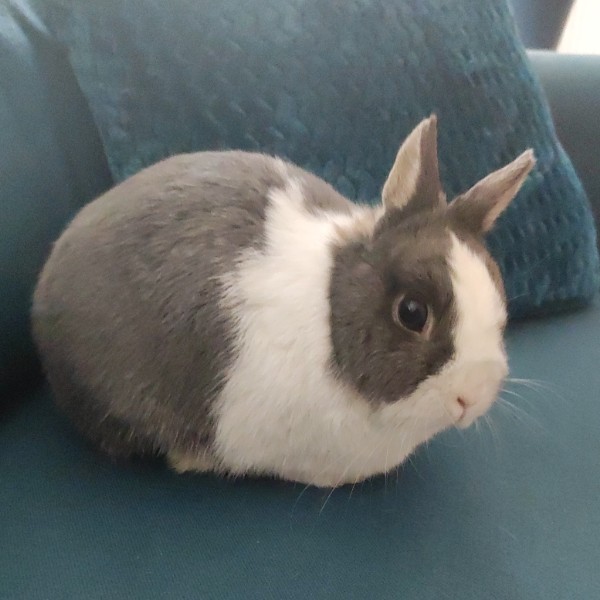 Fifi