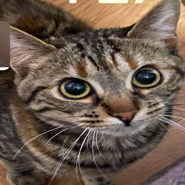 Misket