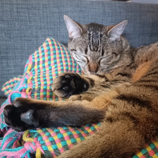 Photo de Minette