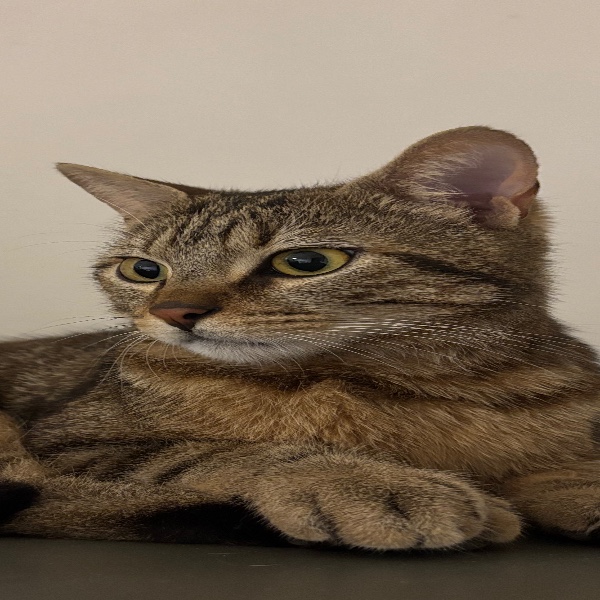 Photo de Moka
