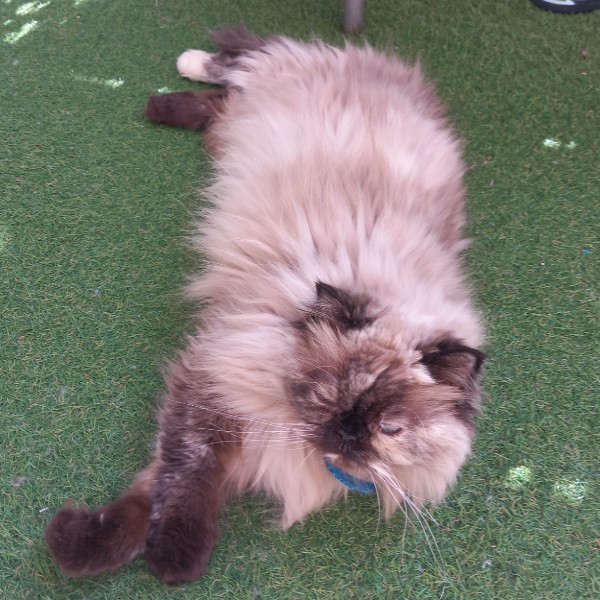 CLEO