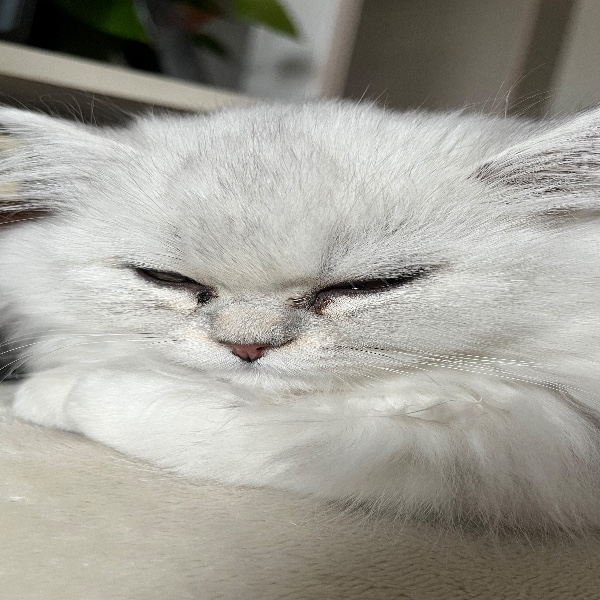 Photo de Vénus